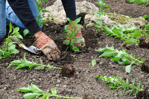 Gardening work area kept clear with equipment and pathways managed safely