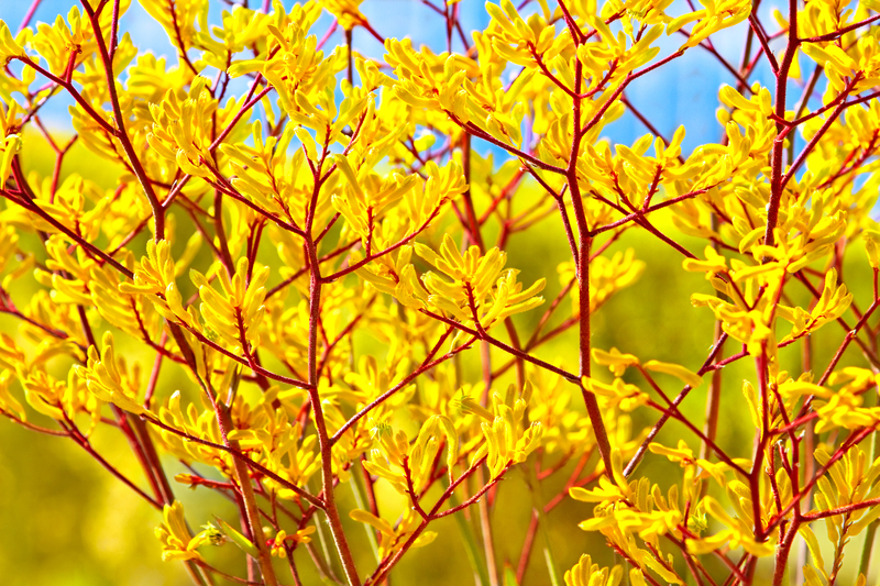 garden maintenance irrigation system